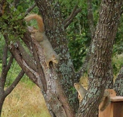 squirrel26