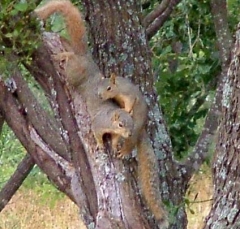 squirrel27