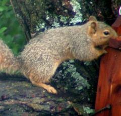 squirrel3