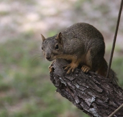 squirrel3174