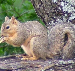squirrel5
