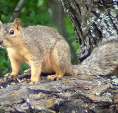 squirrel6