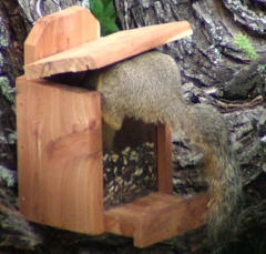 squirrel7