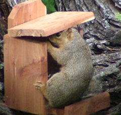squirrel8