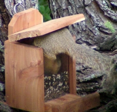 squirrel9