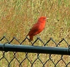 summer_tanager1