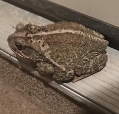 bigtoad-med