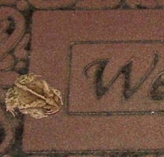 toad1