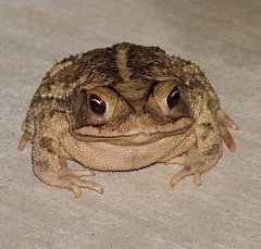 toad2