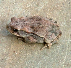 toad3