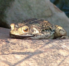 toad4