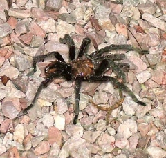 tarantula1