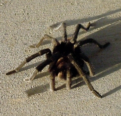 tarantula2