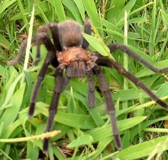 tarantula3