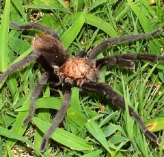 tarantula4
