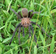 tarantula5