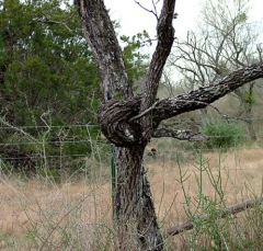 tree1