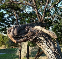 tree2