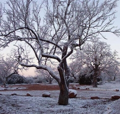 tree5