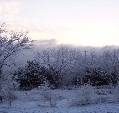 tree6