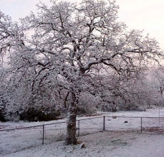tree7