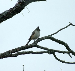 DSCF5305tit6