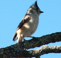 tit4_lg