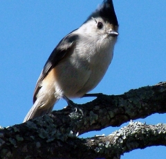 tit5_lg