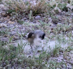 tuftedTitmouse3361