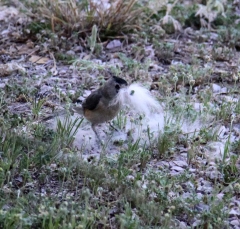 tuftedTitmouse3362