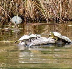 turtle1