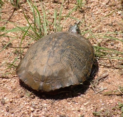 turtle10