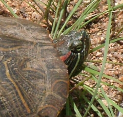 turtle11