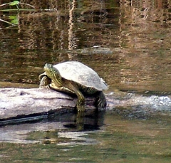turtle2