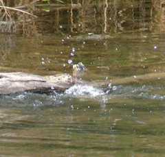 turtle3