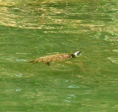 turtle4