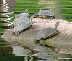 turtle5