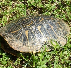turtle6