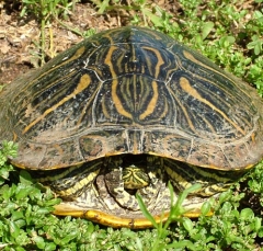 turtle7