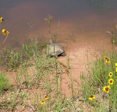 turtle8