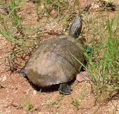 turtle9