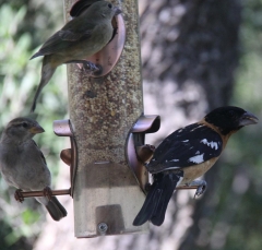 black-headed-grosbeak2473