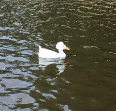 duck1323