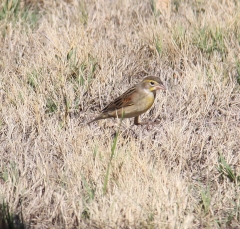 grasshopper-sparrow2980
