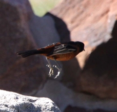orchard-oriole2605