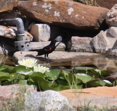 red-winged-blackbird3061