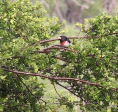 rose-breasted-grosbeak2589