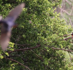 rose-breasted-grosbeak2591