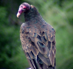 vulture1_lg