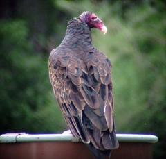 vulture2